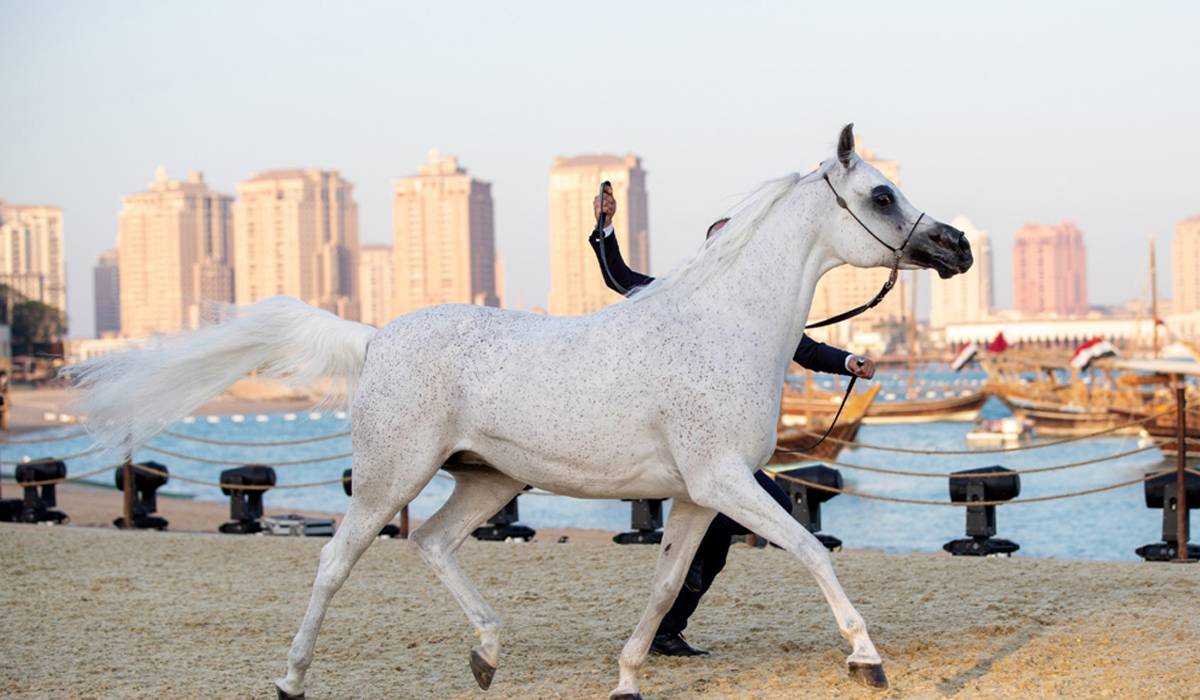 Registration opens for KIAHF’s Arabian Peninsula Horse Show